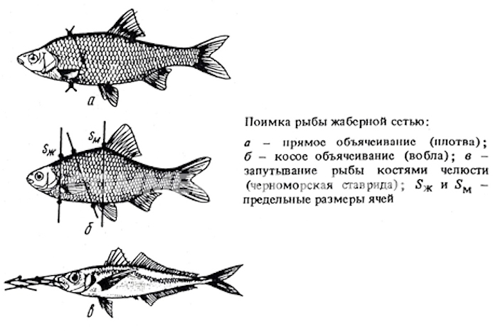 расчет ячеи сети